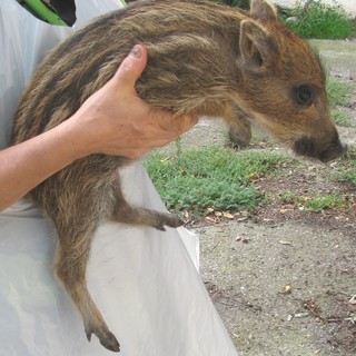 Prorogata la caccia al cinghiale, attacca l'Enpa: "Consueta deroga eccezionale"
