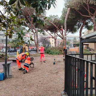 Celle, scattano i lavori del secondo lotto nei giardini delle scuole: tagliati i pini (FOTO E VIDEO)