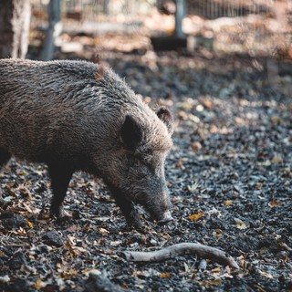 Peste suina, aumentano i casi, possibile nuovo lockdown dei boschi