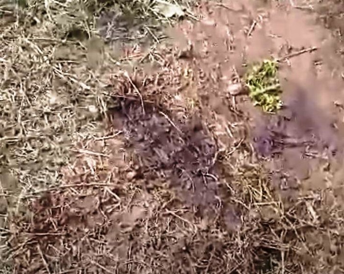 Cairo, recinto mobile per catturare e uccidere i cinghiali. L'OSA tuona: "Un vero mattatoio, la Magistratura deve intervenire" Cairo, recinto mobile per catturare e uccidere i cinghiali. L'OSA tuona: "Un vero mattatoio, la Magistratura deve intervenire"
