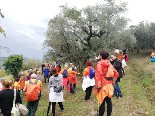 Andora e Arnasco, domenica 18 novembre la "Camminata tra gli olivi"