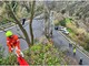 Albisola, rimozione di alberi pericolanti ad Ellera: intervento della protezione civile e della Provincia (FOTO)