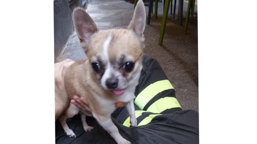 Loano, vola dal balcone ma finisce sul tendone di un ristorante. Chihuahua salvato da Vigili del fuoco e polizia locale