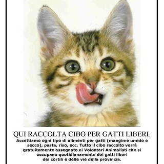 Savona, i volontari dell'Enpa in aiuto di gatti e cani bisognosi