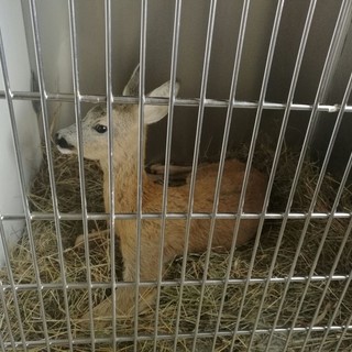 immagine di repertorio