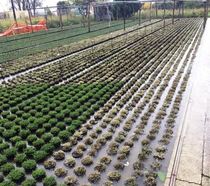 Maltempo, coltivazioni sott'acqua. CIA Savona: "I fondi della Protezione civile anche per le aziende agricole" Maltempo, coltivazioni sott'acqua. CIA Savona: "I fondi della Protezione civile anche per le aziende agricole"