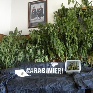 Stella: scoperta piantagione di droga, arrestato coltivatore