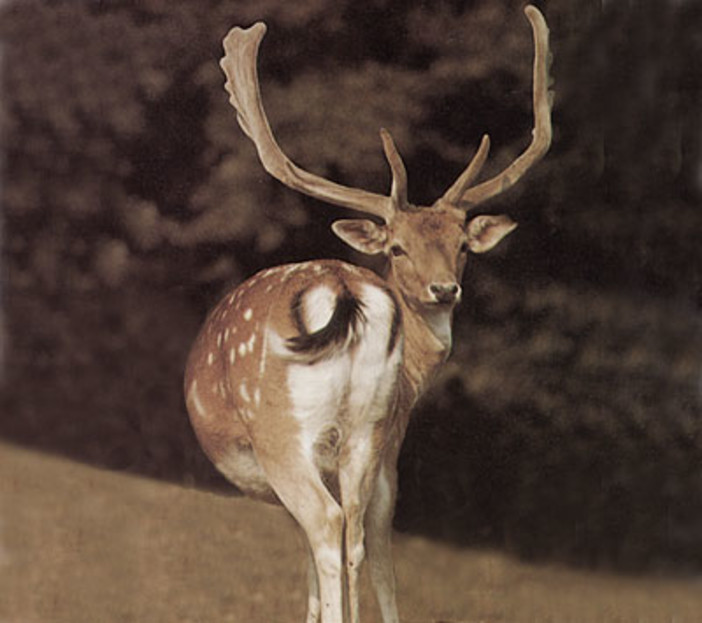 Un daino era stato segnalato all'interno di un campo da tennis nella zona del Merello a Spotorno