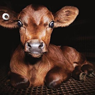 "Dominion": le atrocità dell'uomo sugli animali in scena alla Ubik di Savona