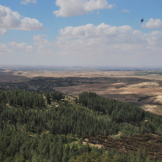 A Gerusalemme un bosco per onorare la memoria dei magistrati italiani