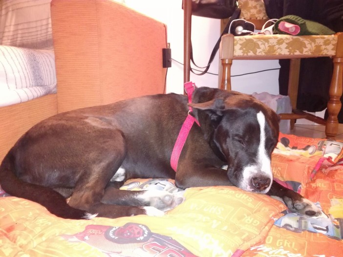 L'ENPA di Albenga: "Troviamo una casa per Diablo"