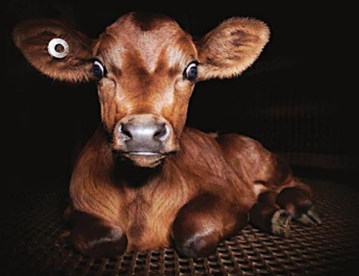 "Dominion": le atrocità dell'uomo sugli animali in scena alla Ubik di Savona "Dominion": le atrocità dell'uomo sugli animali in scena alla Ubik di Savona