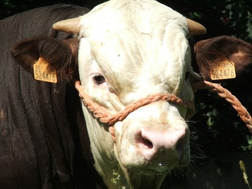 Regione Liguria, Mai: "2 milioni per il benessere degli animali di allevamento"