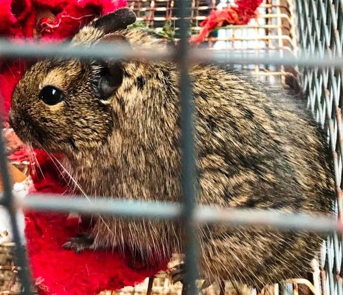 La sua padrona non riesce più a prendersene cura e un piccolo "degu" cerca di casa La sua padrona non riesce più a prendersene cura e un piccolo "degu" cerca di casa