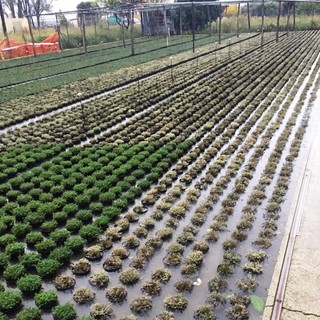 Allerta rossa, Cia Savona: "Devastazione nelle aziende agricole: danni spaventosi"