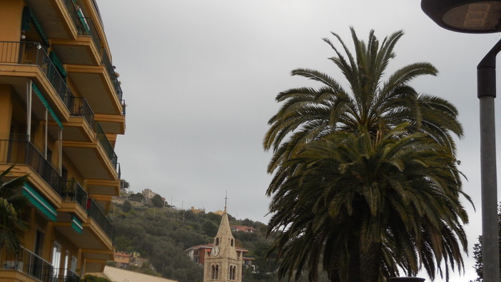 Nuovo allarme punteruolo rosso a Finale Ligure: colpita una “palma canariensis” in via Santuario