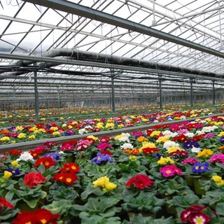 Albenga: 25 mila primule per la Giornata della Vita