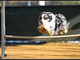 A Pallare prova nazionale di Agility Dog A Pallare prova nazionale di Agility Dog