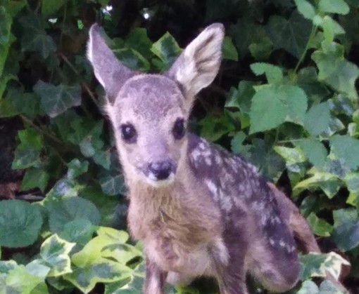 Caccia, la Protezione Animali savonese: "Riaperta la guerra ai daini"