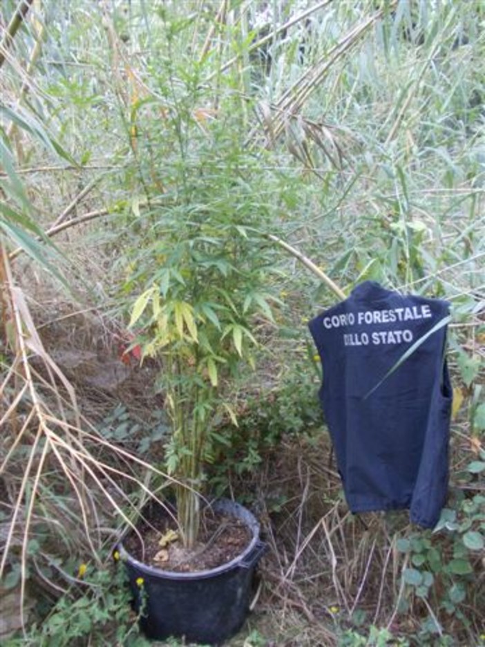 Albenga, trovate dalla Forestale 24 piantine di marijuana