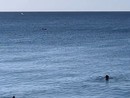 La danza dei delfini incanta: l'avvistamento nel mare di Albisola (VIDEO)