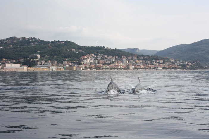 La "danza dei delfini" al largo di Varigotti (VIDEO)