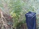 Albenga, trovate dalla Forestale 24 piantine di marijuana Albenga, trovate dalla Forestale 24 piantine di marijuana