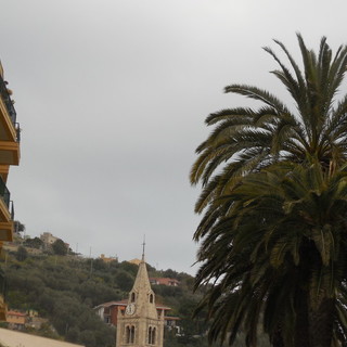 Nuovo allarme punteruolo rosso a Finale Ligure: colpita una “palma canariensis” in via Santuario