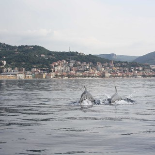 La "danza dei delfini" al largo di Varigotti (VIDEO)