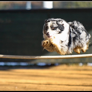 A Pallare prova nazionale di Agility Dog