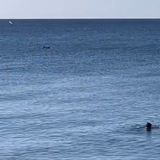 La danza dei delfini incanta: l'avvistamento nel mare di Albisola (VIDEO)