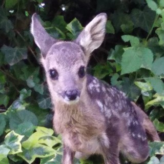 Caccia, la Protezione Animali savonese: "Riaperta la guerra ai daini"