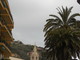 Nuovo allarme punteruolo rosso a Finale Ligure: colpita una “palma canariensis” in via Santuario