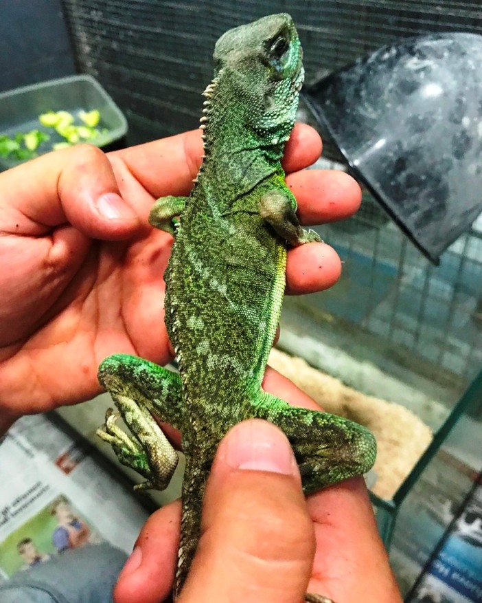 Dalla Cina alla Granda: un savonese in vacanza a Madonna del Lago trova un piccolo drago d'acqua Dalla Cina alla Granda: un savonese in vacanza a Madonna del Lago trova un piccolo drago d'acqua