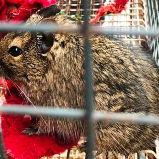 La sua padrona non riesce più a prendersene cura e un piccolo "degu" cerca di casa