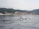 La &quot;danza dei delfini&quot; al largo di Varigotti (VIDEO)