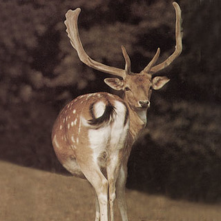 Un daino era stato segnalato all'interno di un campo da tennis nella zona del Merello a Spotorno