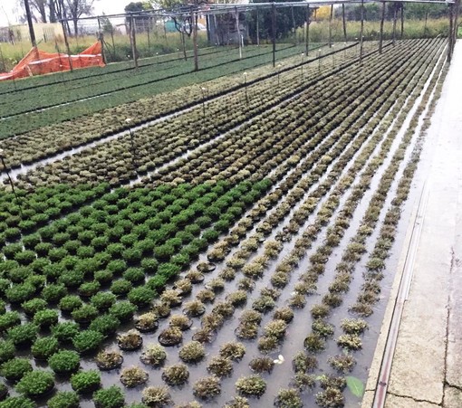 Allerta rossa, Cia Savona: "Devastazione nelle aziende agricole: danni spaventosi" Allerta rossa, Cia Savona: "Devastazione nelle aziende agricole: danni spaventosi"
