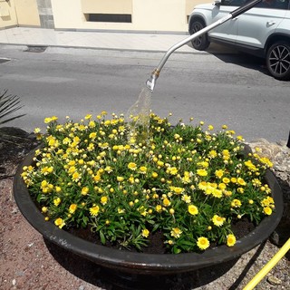 Come cambia il verde pubblico da Diano Marina a Bergeggi?