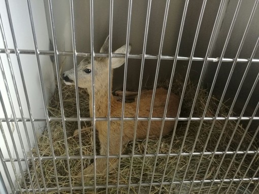 immagine di repertorio