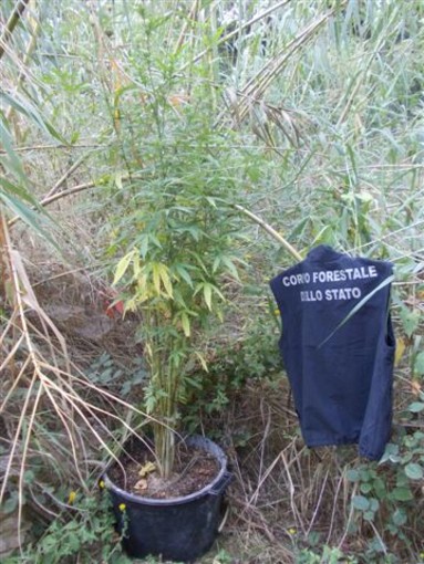 Albenga, trovate dalla Forestale 24 piantine di marijuana
