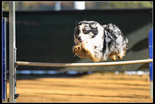 A Pallare prova nazionale di Agility Dog A Pallare prova nazionale di Agility Dog