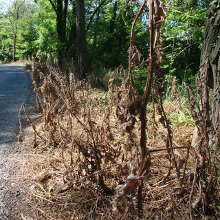 Castelbianco non è un caso isolato. Il diserbante "ecologico" usato anche a Villanova d'Albenga