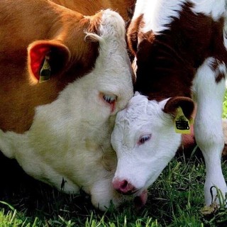 "Io non ci vado": protesta contro la fiera del bestiame di Carcare