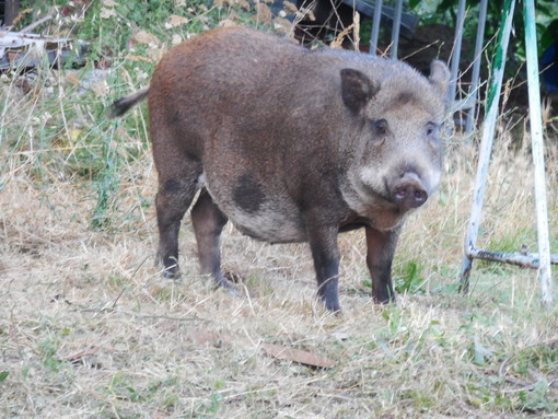 Emergenza cinghiali, i Verdi: "Finalmente Coldiretti ha accettato la soluzione degli antifecondativi" Emergenza cinghiali, i Verdi: "Finalmente Coldiretti ha accettato la soluzione degli antifecondativi"