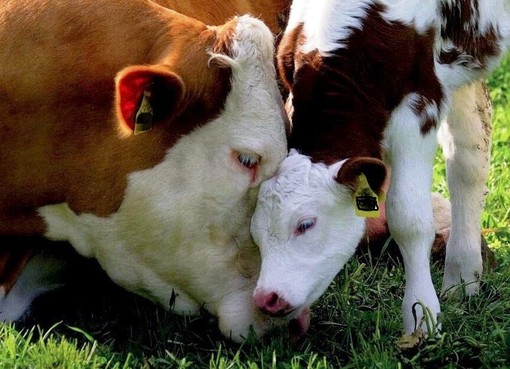 "Io non ci vado": protesta contro la fiera del bestiame di Carcare "Io non ci vado": protesta contro la fiera del bestiame di Carcare