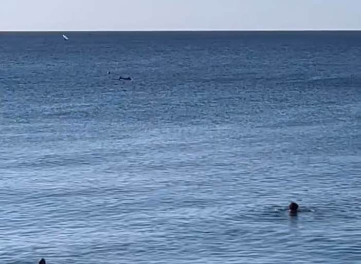 La danza dei delfini incanta: l'avvistamento nel mare di Albisola (VIDEO)