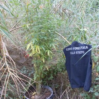 Albenga, trovate dalla Forestale 24 piantine di marijuana