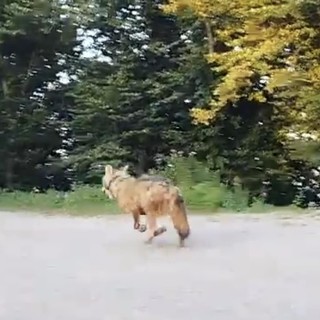 Da Savona alle Alpi, con una scorribanda in Francia: Elwood è tornato il Re dei boschi