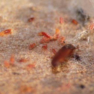 Insetto killer per le coltivazioni agricole, mercoledì 3 dicembre un incontro a Tovo San Giacomo Insetto killer per le coltivazioni agricole, mercoledì 3 dicembre un incontro a Tovo San Giacomo